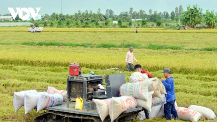 Vietnamese rice becomes increasingly popular in EU market