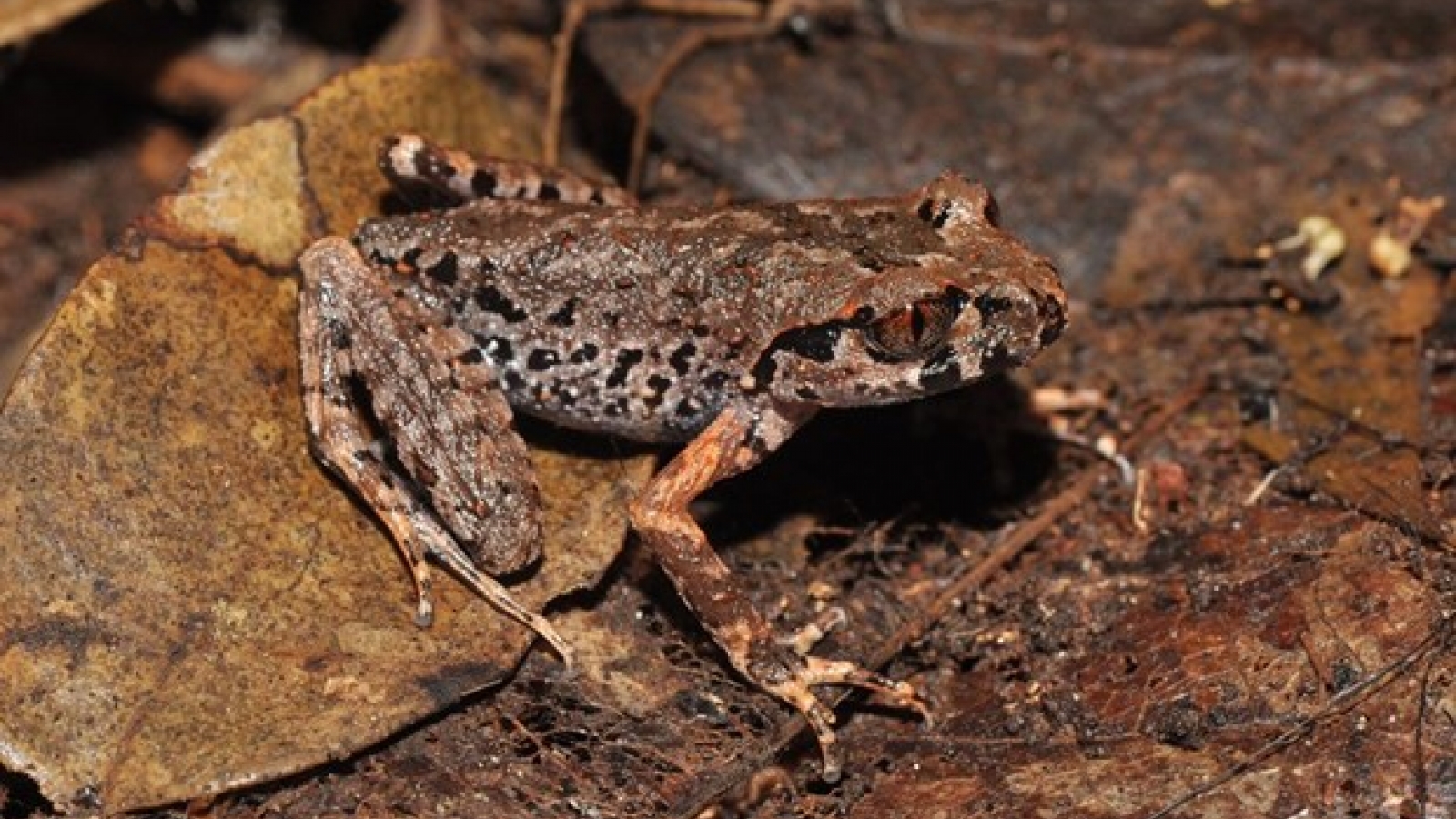 WWF: 91 new species discovered in Vietnam in 2020