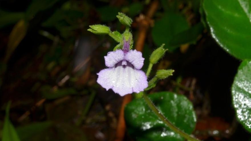 New plant species discovered in Thua Thien-Hue