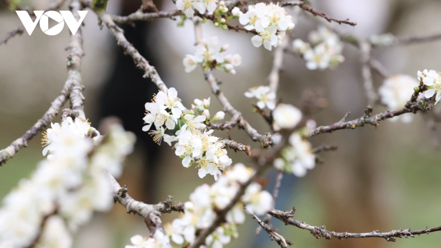 Plum blossoms signal early spring in Son La