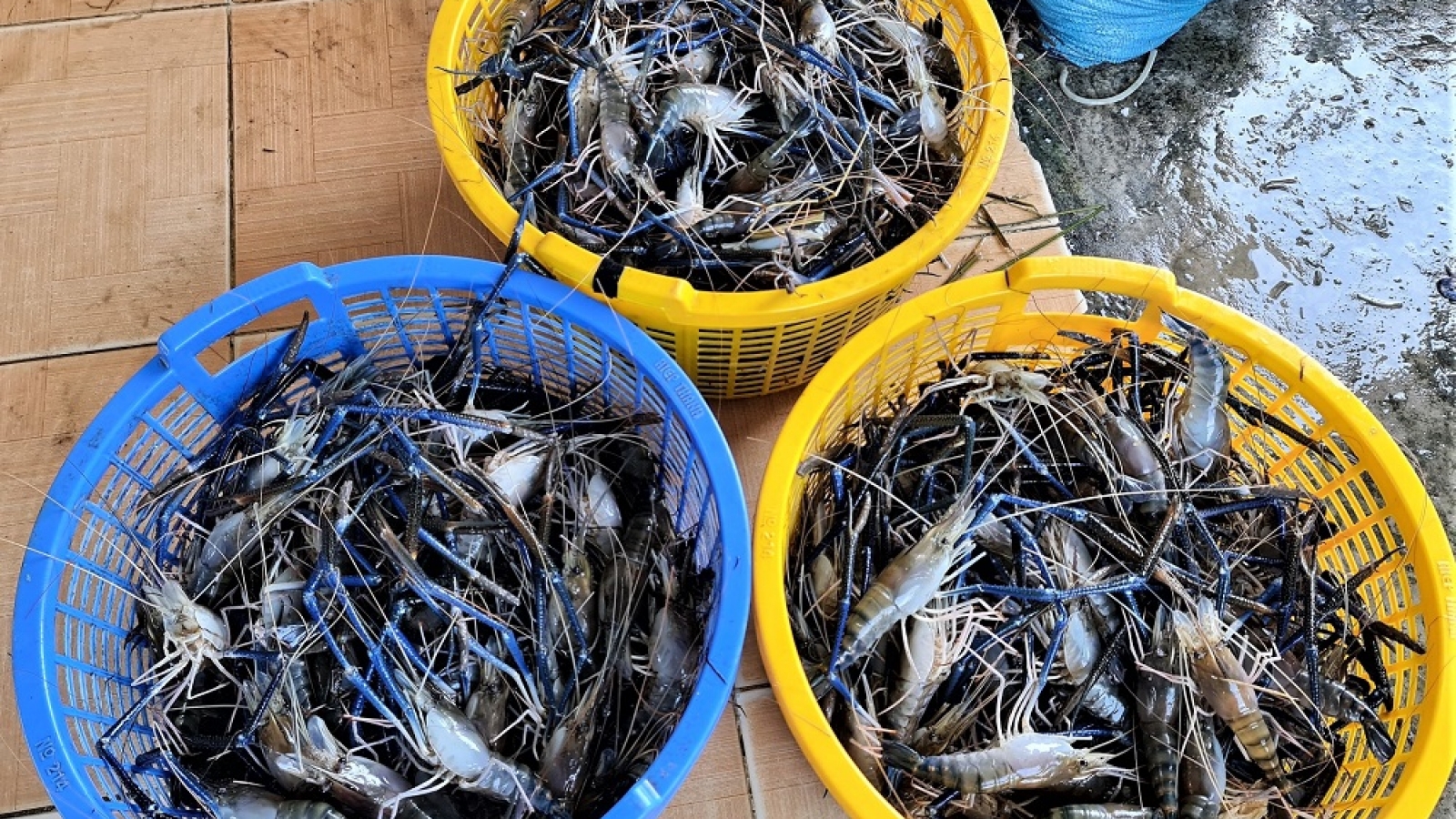 Hiệu quả mô hình nuôi tôm càng VietGap trong ruộng lúa ở Cà Mau