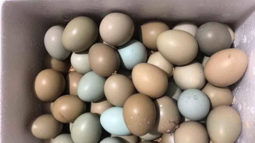 Loại trứng "lạ" nhiều màu, đắt gấp 10 lần trứng gà ta