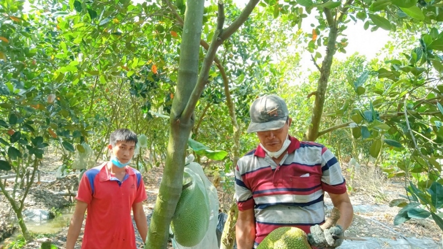 Thêm một kỳ vọng giải bài toán nông sản vùng ĐBSCL