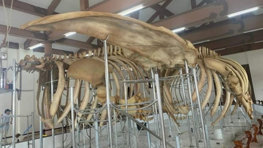 Two sets of 300-year-old whale skeleton restored