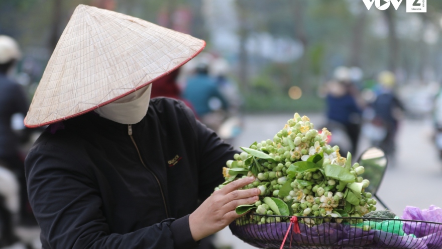 Hà Nội lại vào mùa hoa bưởi ngát hương