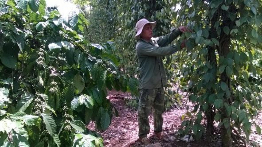 Nông dân Đắk Lắk không "chạy" theo giá cả, hết điệp khúc “chặt trồng - trồng chặt”