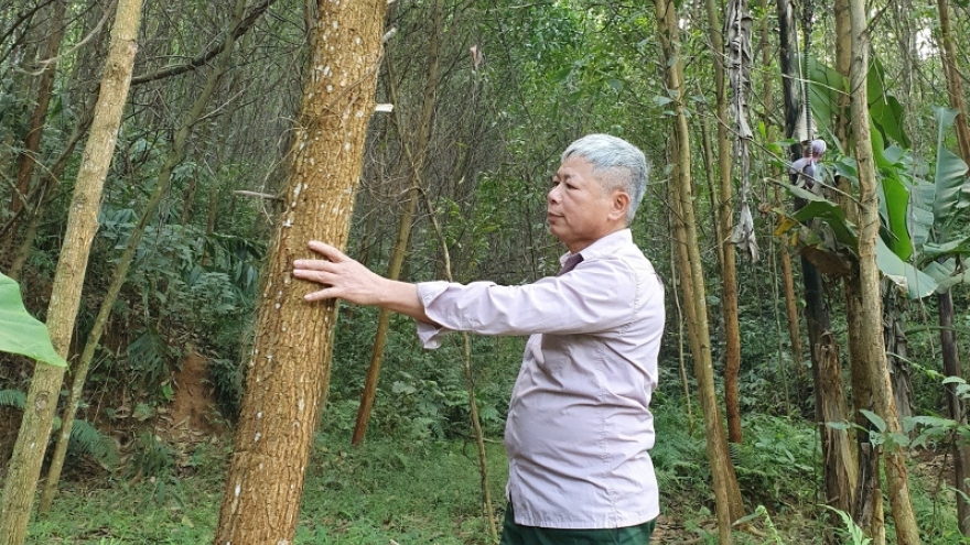 Ngày xuân thăm bản “triệu phú” trồng rừng