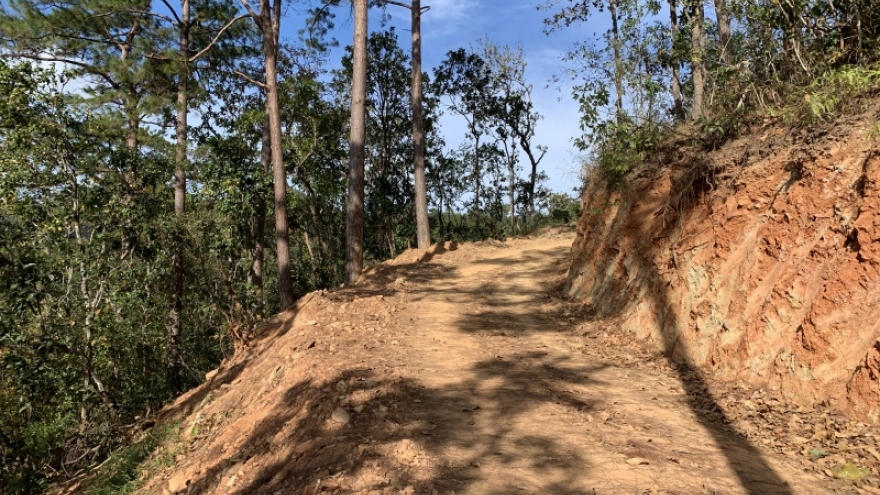 Vụ tự ý phá rừng Quốc gia làm đường: Sở NN&PTNT Lâm Đồng báo cáo khẩn