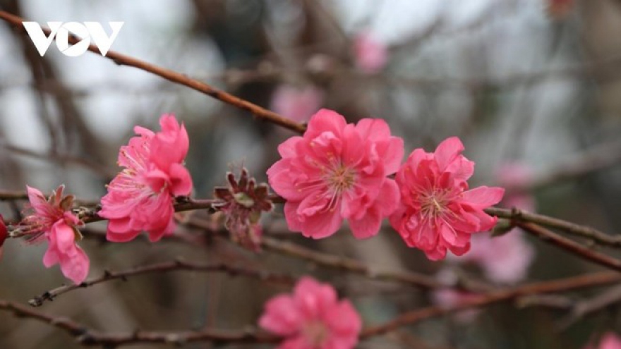 Peach blossoms - a symbol of Lunar New Year