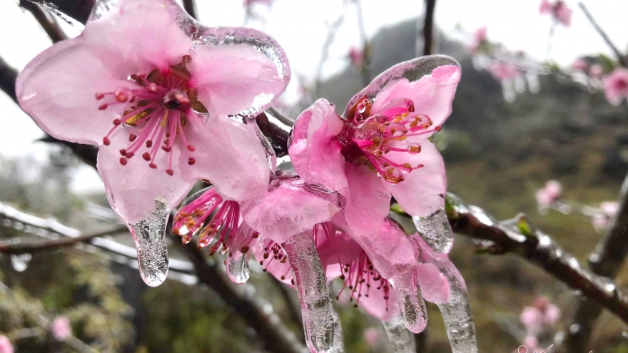 Northern mountainous areas hit by frost amid strong cold spell