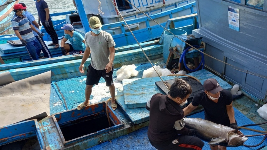 Ngư dân Khánh Hòa vui vì cá ngừ đại dương đánh xuyên Tết lập đỉnh giá