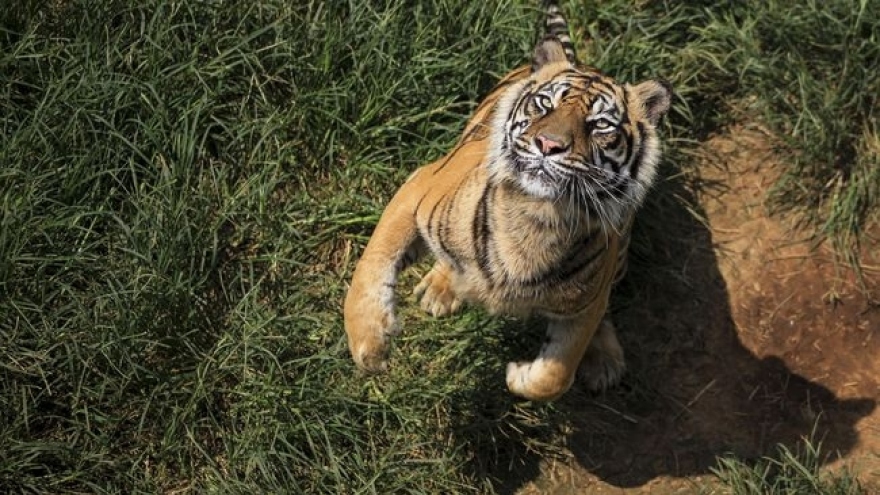 Hổ quý Sumatra vồ chết công nhân trồng rừng tại Indonesia