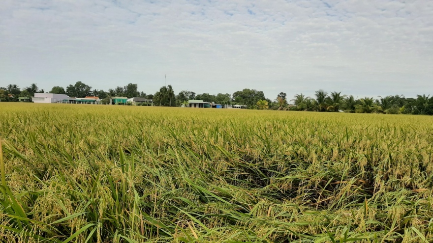 Tạm giữ 3 đối tượng đòi tiền “bảo kê” thu hoạch lúa