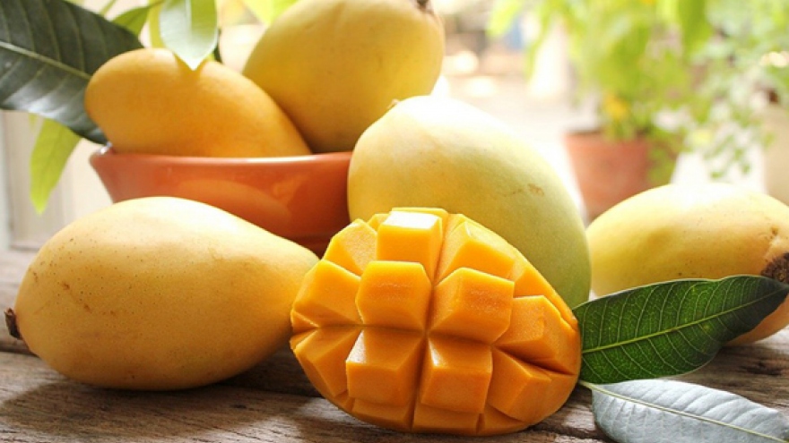 Dong Thap ships three tonnes of mangos to Europe 