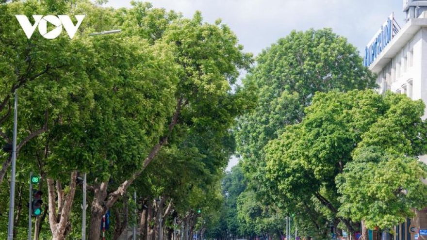 Hà Nội sẽ trồng trên 100.000 cây xanh dịp Xuân Nhâm Dần