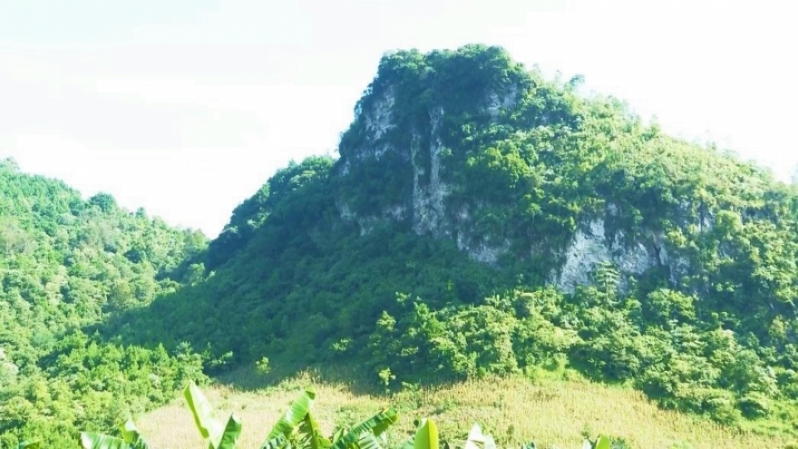 Ngày xuân thăm rừng Đại tướng...