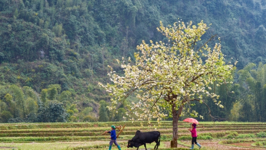 Mùa hoa lê đẹp như mơ dưới thung lũng Xuân Trường, Cao Bằng