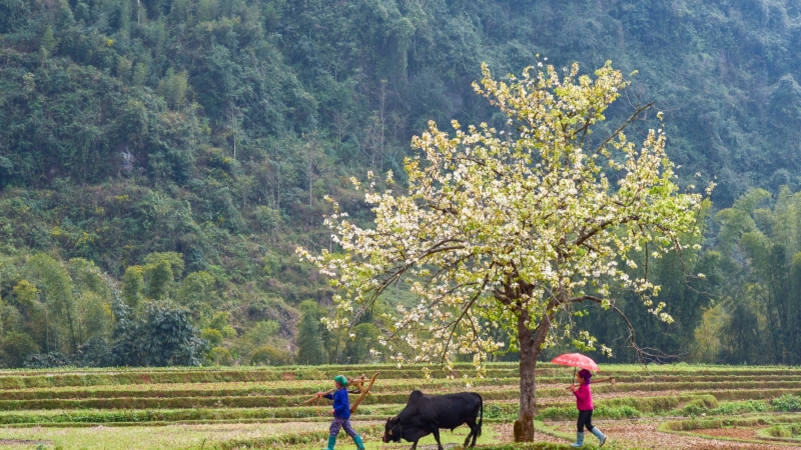 Mùa hoa lê đẹp như mơ dưới thung lũng Xuân Trường, Cao Bằng