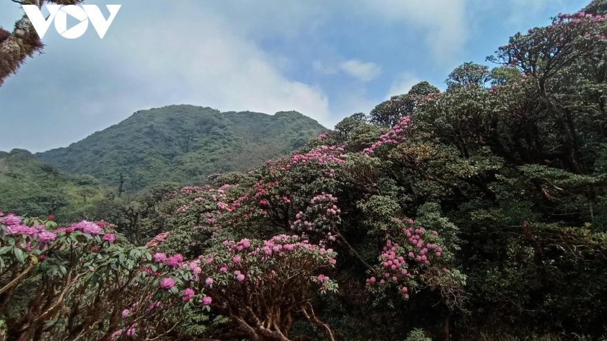 Beautiful azaleas bloom on Hoang Lien Son mountain range