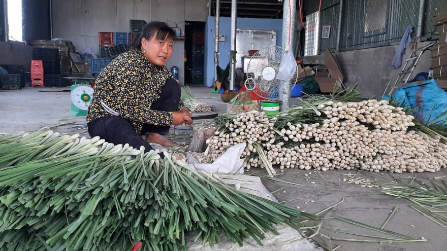 Cây sả "bén duyên" trên đất cù lao, giúp nông dân Tiền Giang thoát nghèo