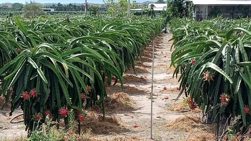 Người trồng thanh long Bình Thuận đành phá vườn vì lỗ nặng