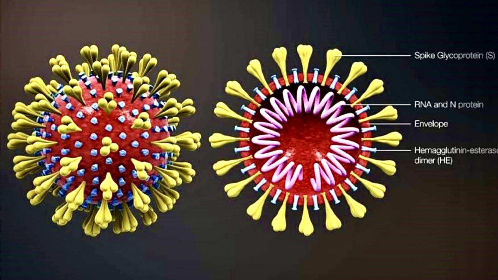 COVID-19 to be considered an endemic disease in Vietnam