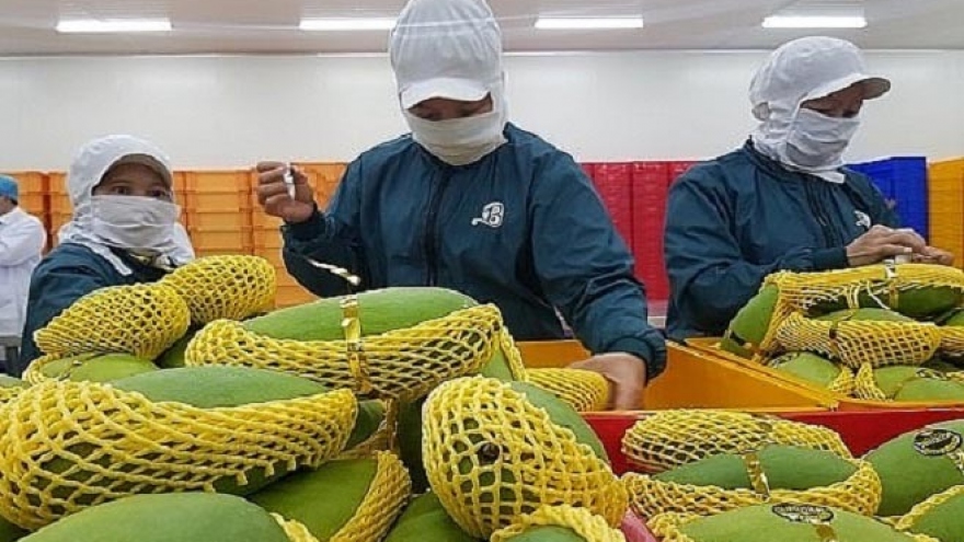 Vietnamese mango exports reach US$310 million