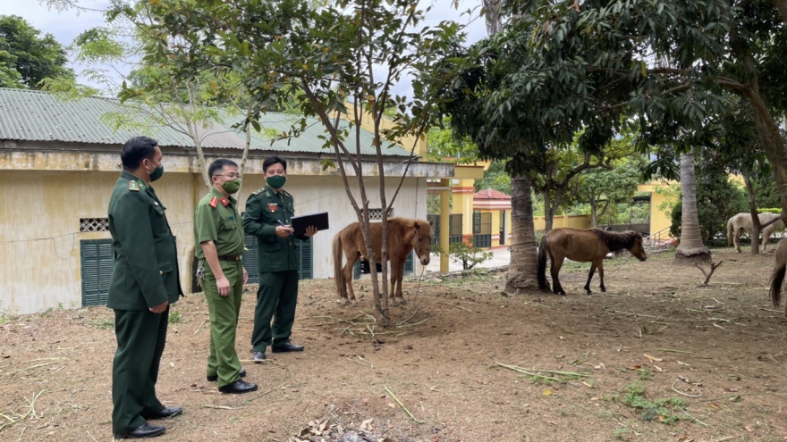 Vận chuyển trâu, bò, ngựa trái phép từ Lào vào Sơn La