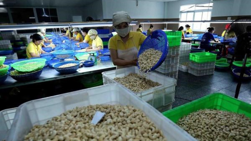 Vietnamese Embassy in Italy supports settlement of suspected cashew nut export scam