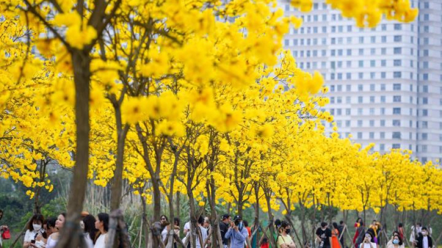 Yellow flowers add brilliant glow to Hanoi urban area