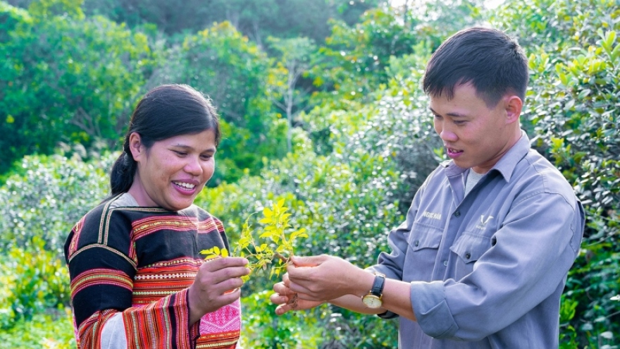 Bảo tồn cây dược liệu dưới tán rừng, tạo sinh kế cho đồng bào Ba Na