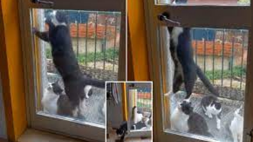 Bị nhốt ở bên ngoài, mèo cưng trổ tài mở cửa giúp cả "băng đảng" vào nhà