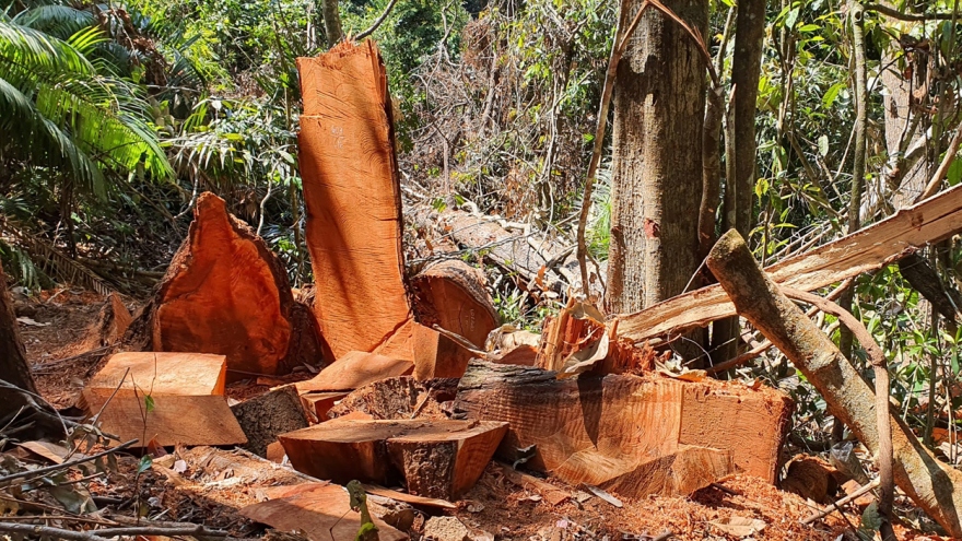 Khẩn trương điều tra vụ phá rừng ở thị trấn Măng Đen