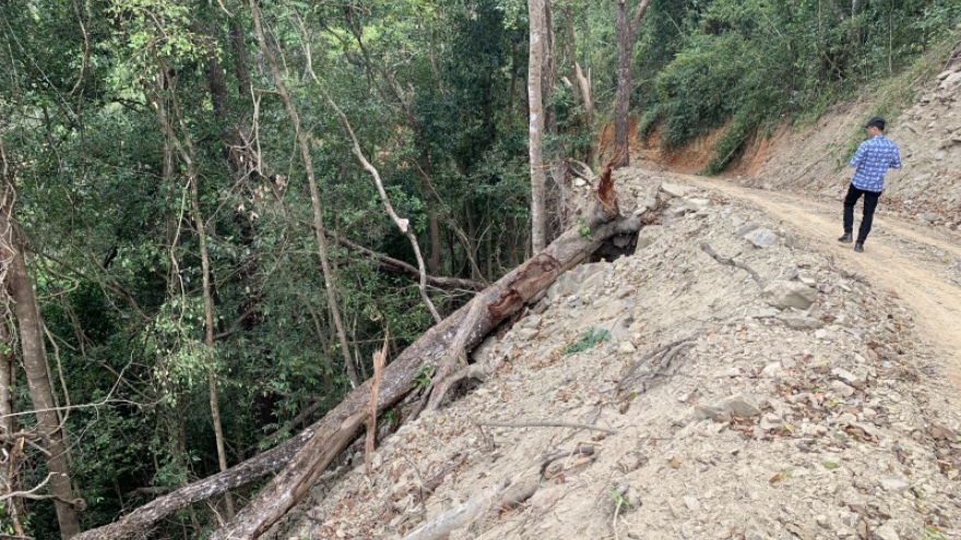 Vụ tự ý phá rừng quốc gia làm đường: Đề nghị chuyển hồ sơ đến cơ quan điều tra hình sự