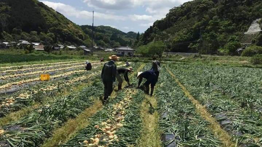 Cảnh báo lừa đảo đưa lao động đi làm việc thời vụ tại Hàn Quốc