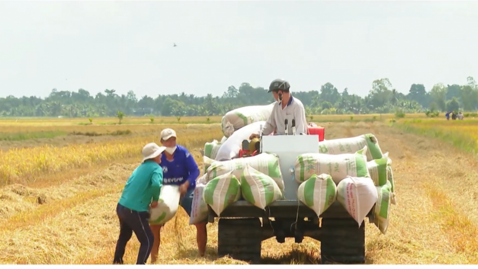 Nông dân lo lắng trước giá phân bón tăng cao