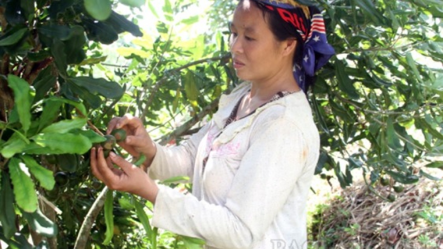 Tiềm năng phát triển cây mắc ca ở Lạng Sơn