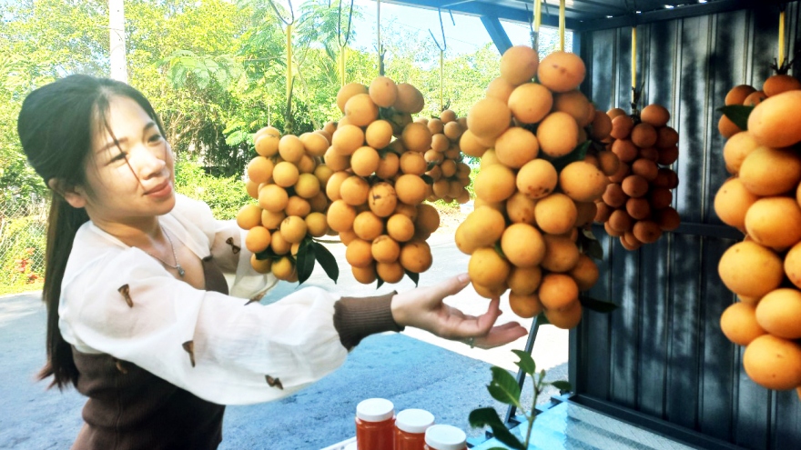 Quả thanh trà không còn chua, trở thành đặc sản được săn đón