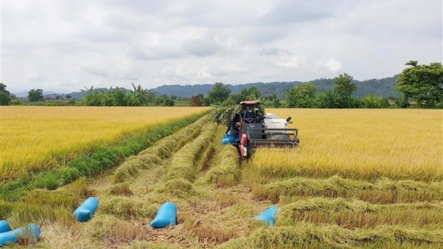 Đề xuất thêm 6 giống lúa thơm được hưởng hạn ngạch thuế quan khi xuất khẩu vào EU và Anh