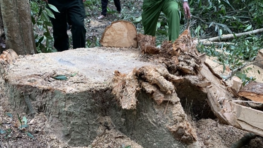 Khởi tố vụ án khai thác trái phép 3 cây gỗ dổi ở Bình Định