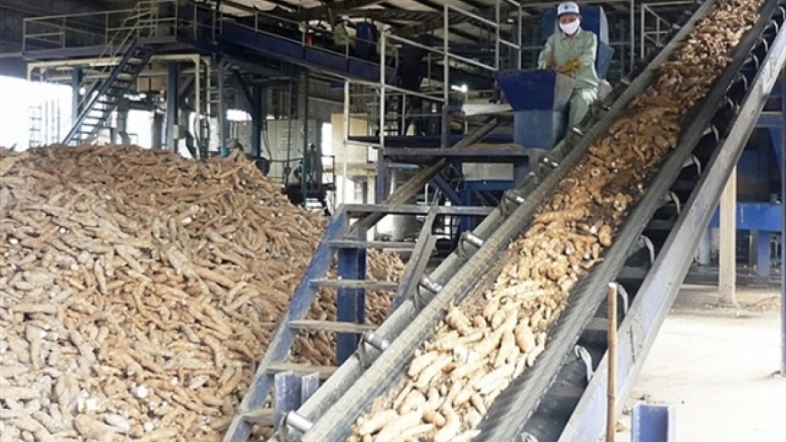 Vietnam ranks third globally for cassava exports