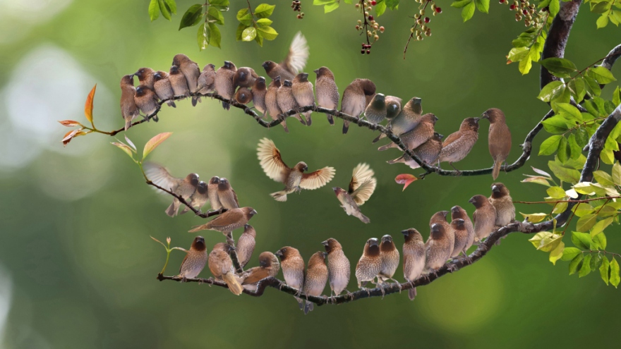 VN photographer wins prizes at Spring Clicks 2022