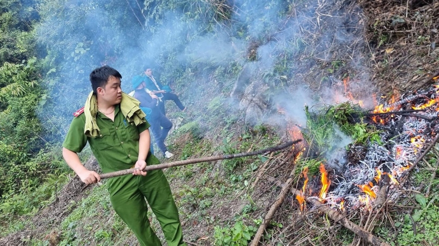 Phát hiện diện tích thuốc phiện trồng trong rừng sâu ở Cao Bằng