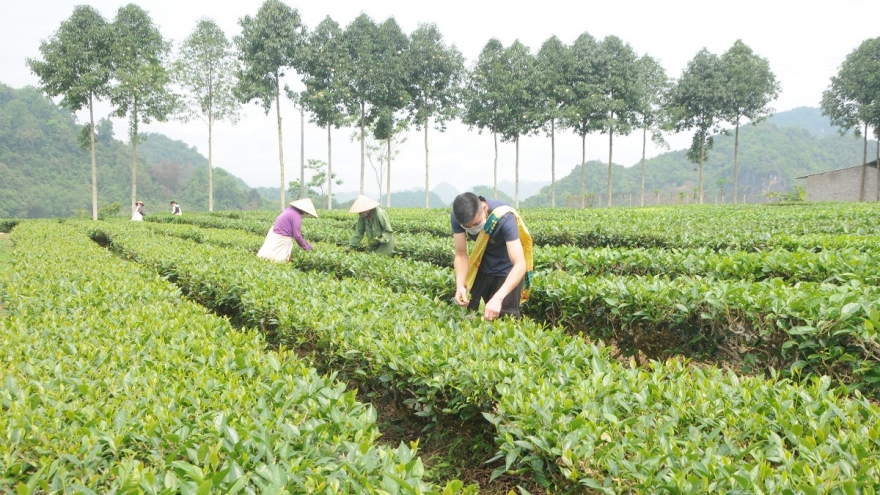 Giá phân bón tăng cao kỷ lục, người trồng chè ở Sơn La gặp khó