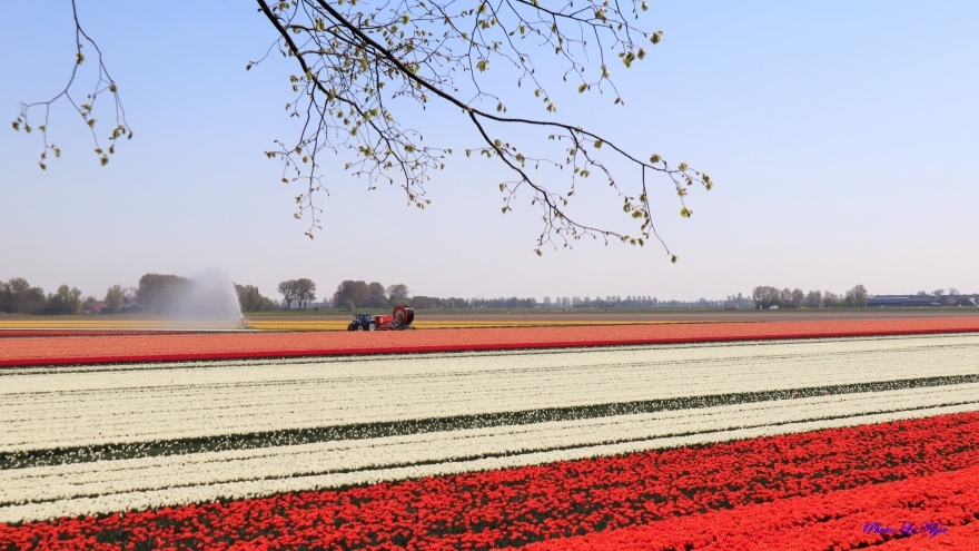 Đẹp ngỡ ngàng những cánh đồng tulip ở Hà Lan