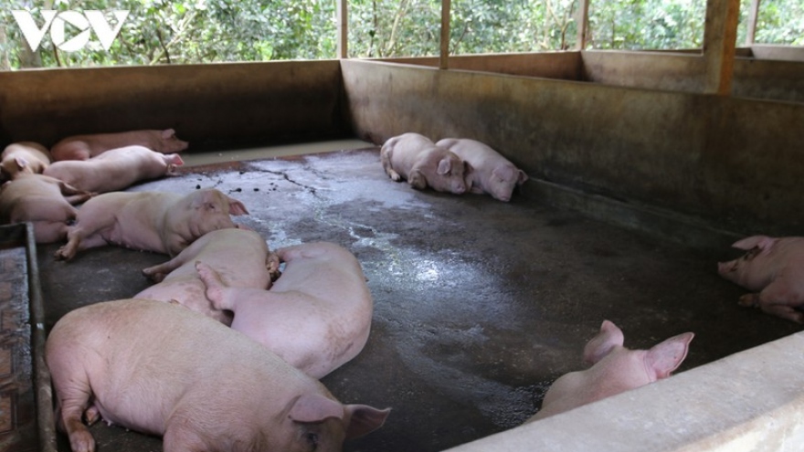 Bộ Nông nghiệp thành lập 35 đoàn kiểm tra phòng, chống dịch tả lợn châu Phi