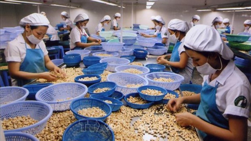 Vietnam’s cashew nut exports fall slightly