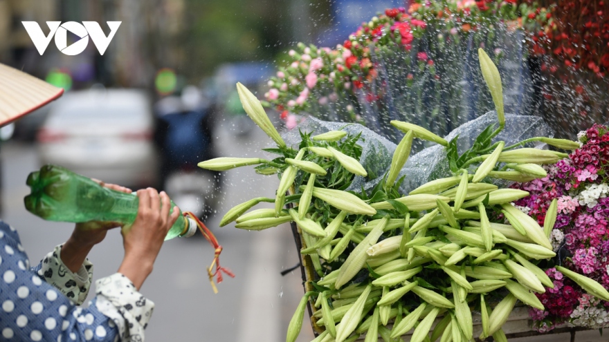 Lilies adorn streets of Hanoi