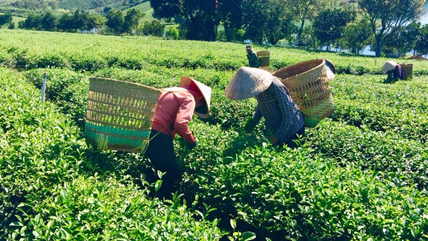 Chinese Taiwan increases tea imports from Vietnamese market