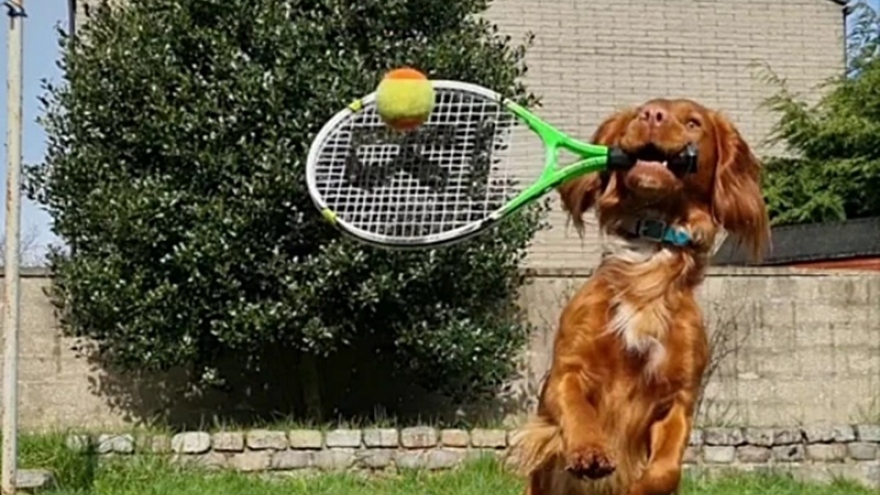 Ngỡ ngàng trước chú chó đáng yêu có năng khiếu chơi tennis và bóng bàn